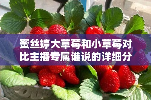 蜜絲婷大草莓和小草莓對比主播專屬誰說的詳細分析與解讀