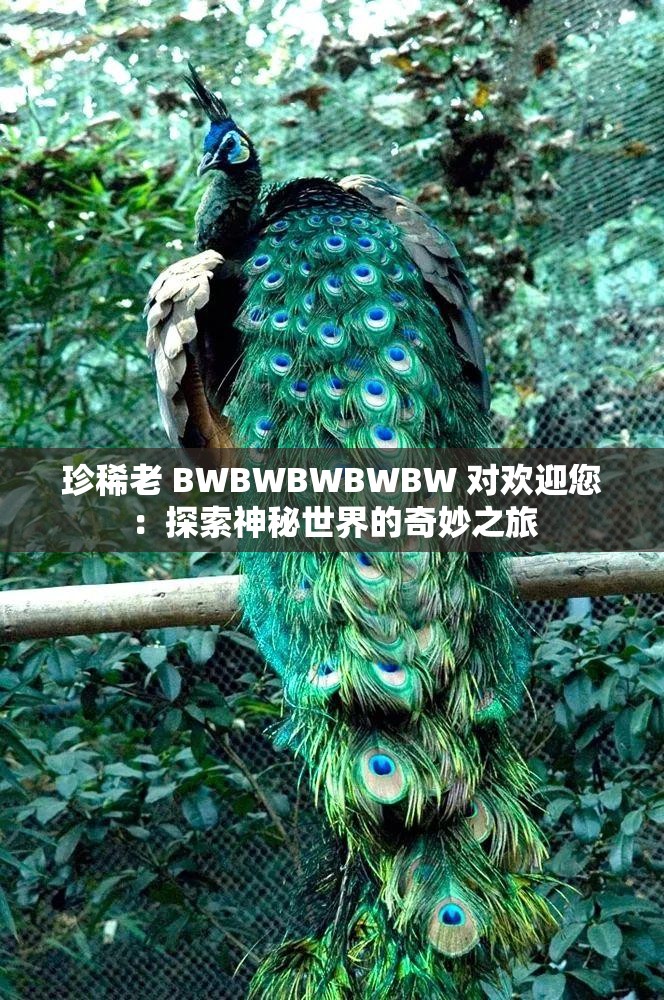 珍稀老 BWBWBWBWBW 對歡迎您：探索神秘世界的奇妙之旅